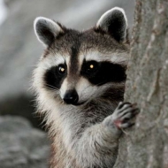 Raccoon